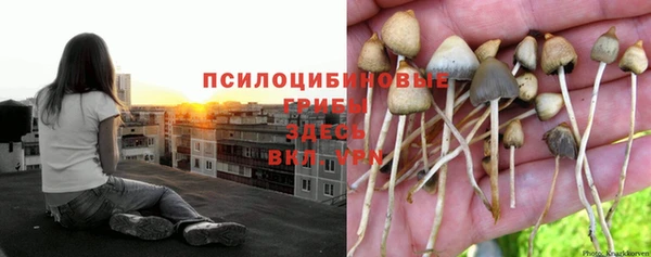 эйфоретик Богданович