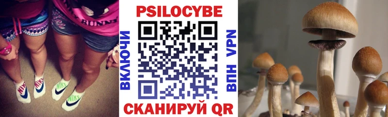 купить   Котлас  Псилоцибиновые грибы Psilocybine cubensis 